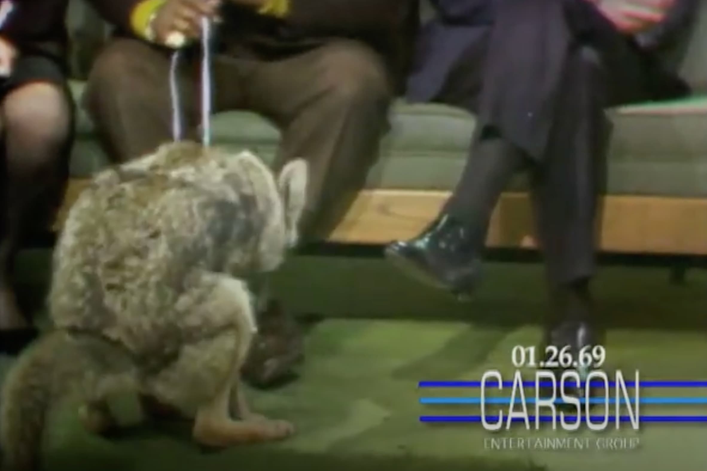 A coyote takes a bathroom break live on air. 